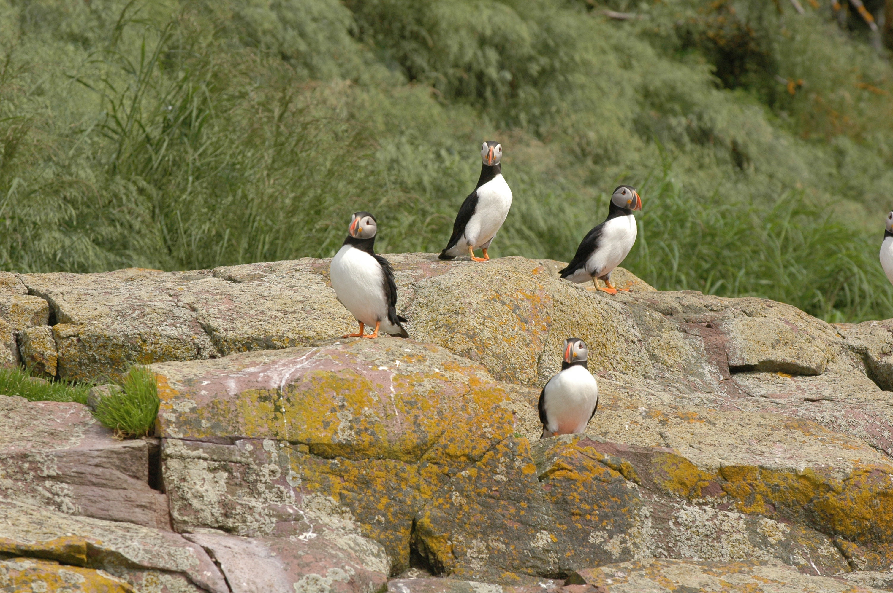 Bird Island 1